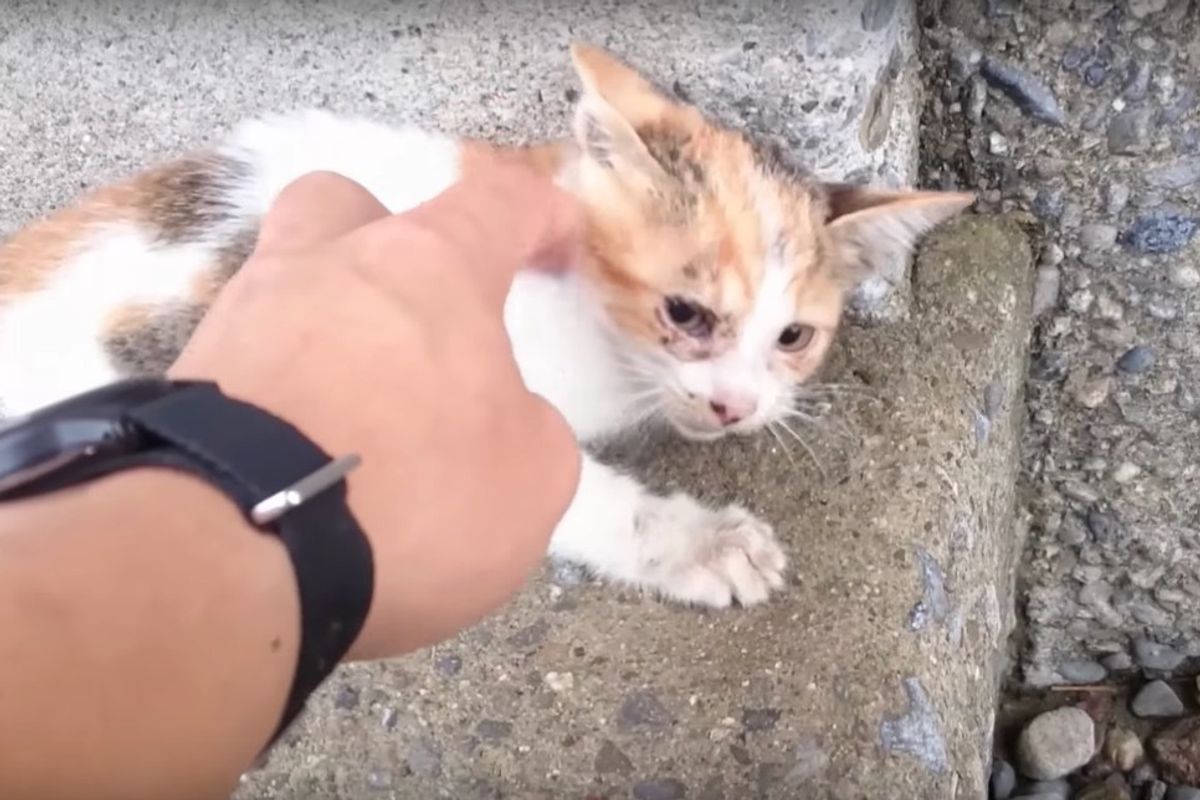 Man Saw Kitten Fall from Bridge and Rushed to Save Her