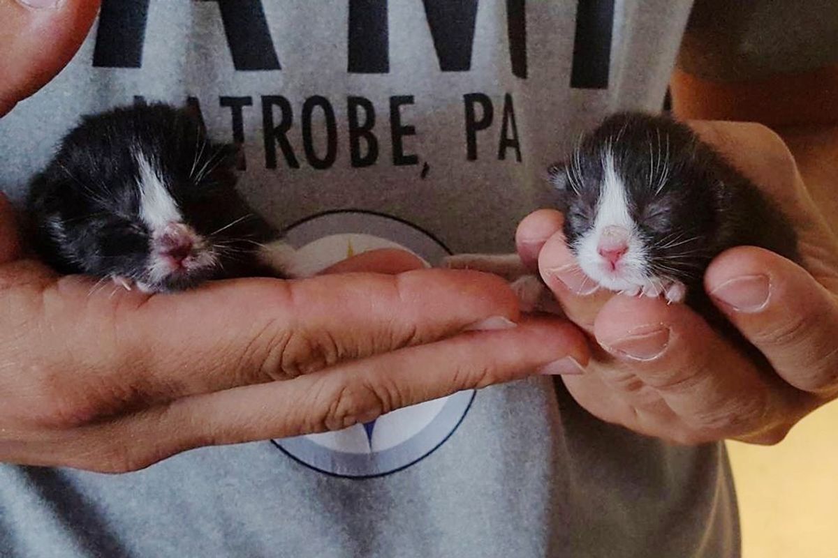 Orphaned Kittens Rescued from Garbage Find Protective Dog Mama to Love