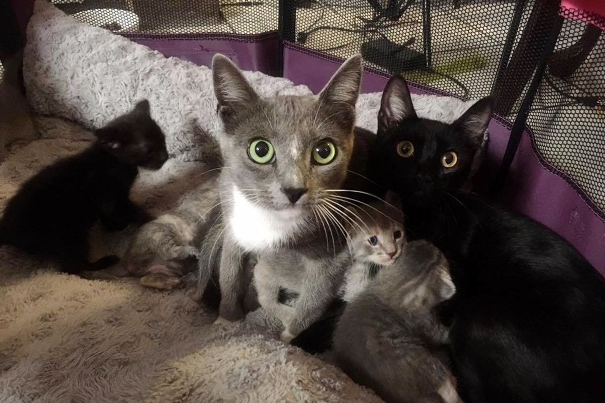 2 Stray Cat Moms Surprise Woman with 8 Babies on Her Patio... (with Updates)