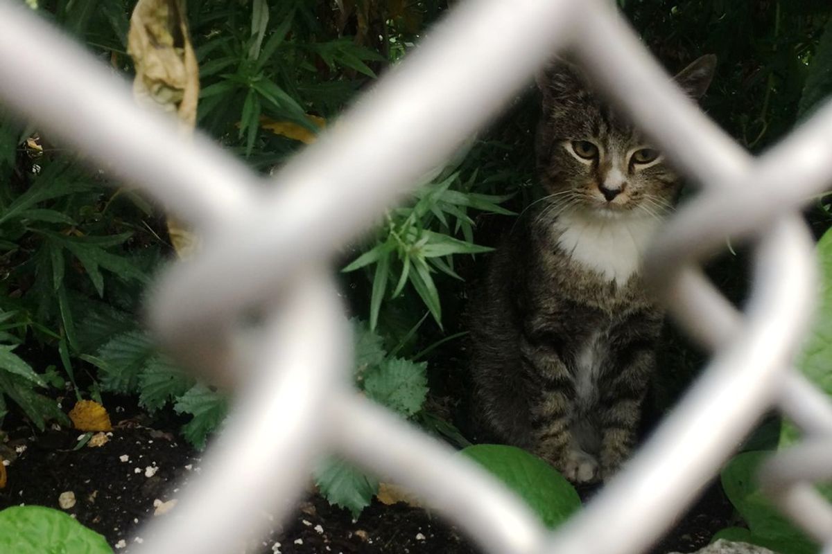 Woman Takes a Chance on Petrified Homeless Kitty, It Changes Everything
