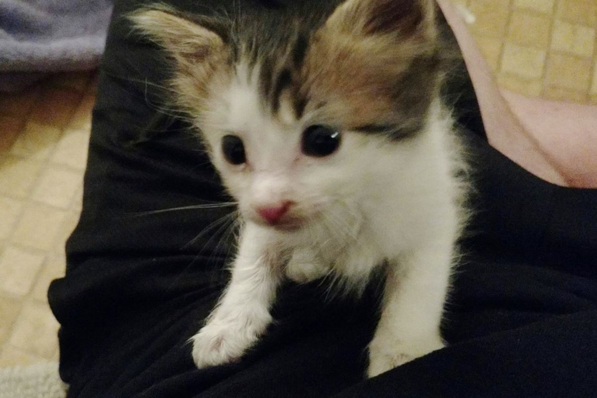 Man Saves Abandoned Kitten, Who Couldn't Have Come at a Better Time