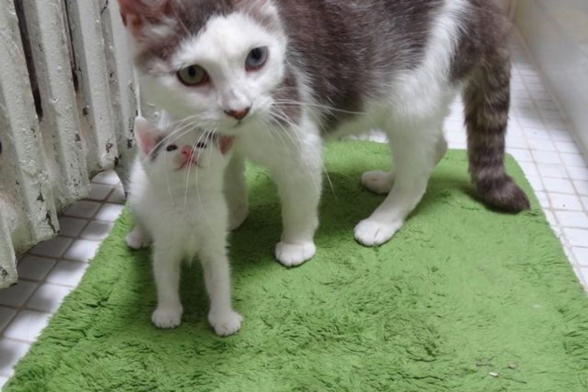 Rescue Cat Mama and Her Babies Help a Teeny Motherless Kitten..