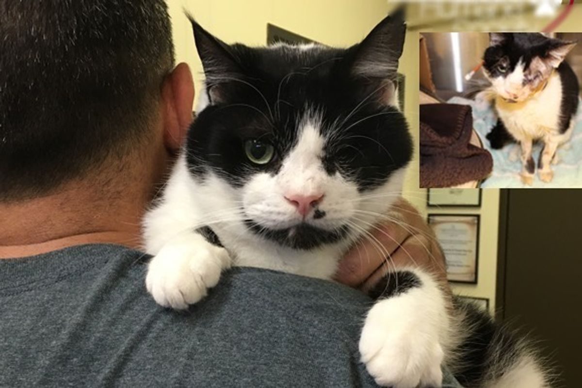 Miracle Cat Who Was Hit by Car and Buried, Emerged from His Grave, Now Gets Forever Home