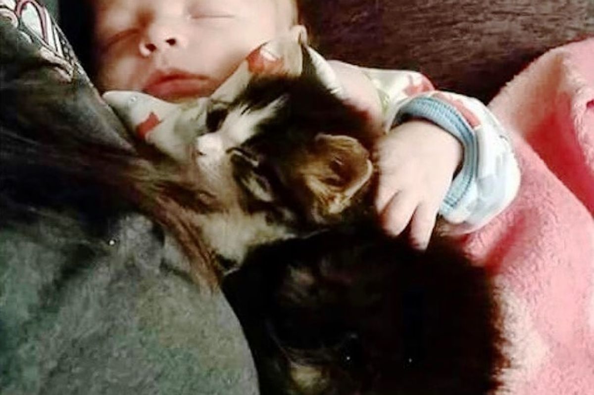 Orphaned Kitten Guards Her Little Brother Since Day One, Now 10 Months Later..