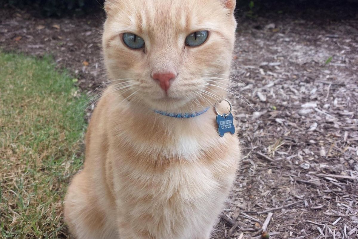 Woman Helps Lost Cat Find His Family Thanks to Message on His Collar