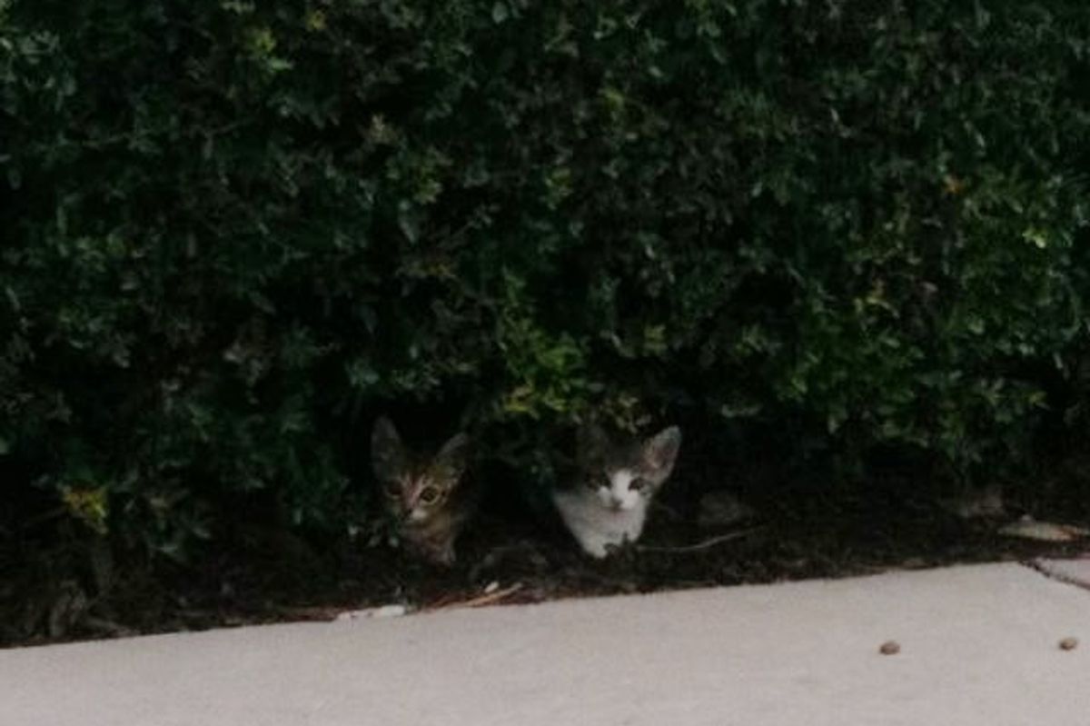 Man Spent Days Rescuing 3 Feral Kittens. Now They are What He Couldn't Do Without!