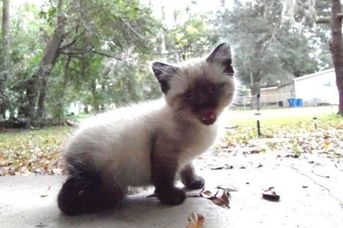 Woman Saves Blind Kitten with 'Backwards' Legs and Turns Her Life Around