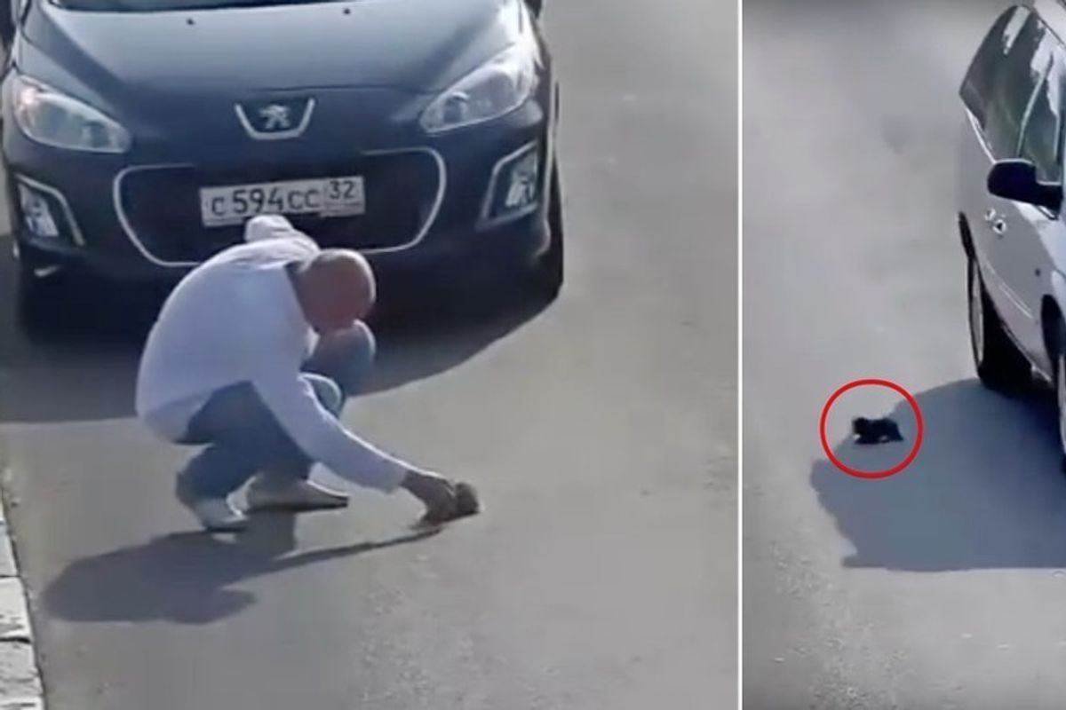 Man Stops in Busy Road to Save Kitten Fallen from Car While Others Just Keep Driving