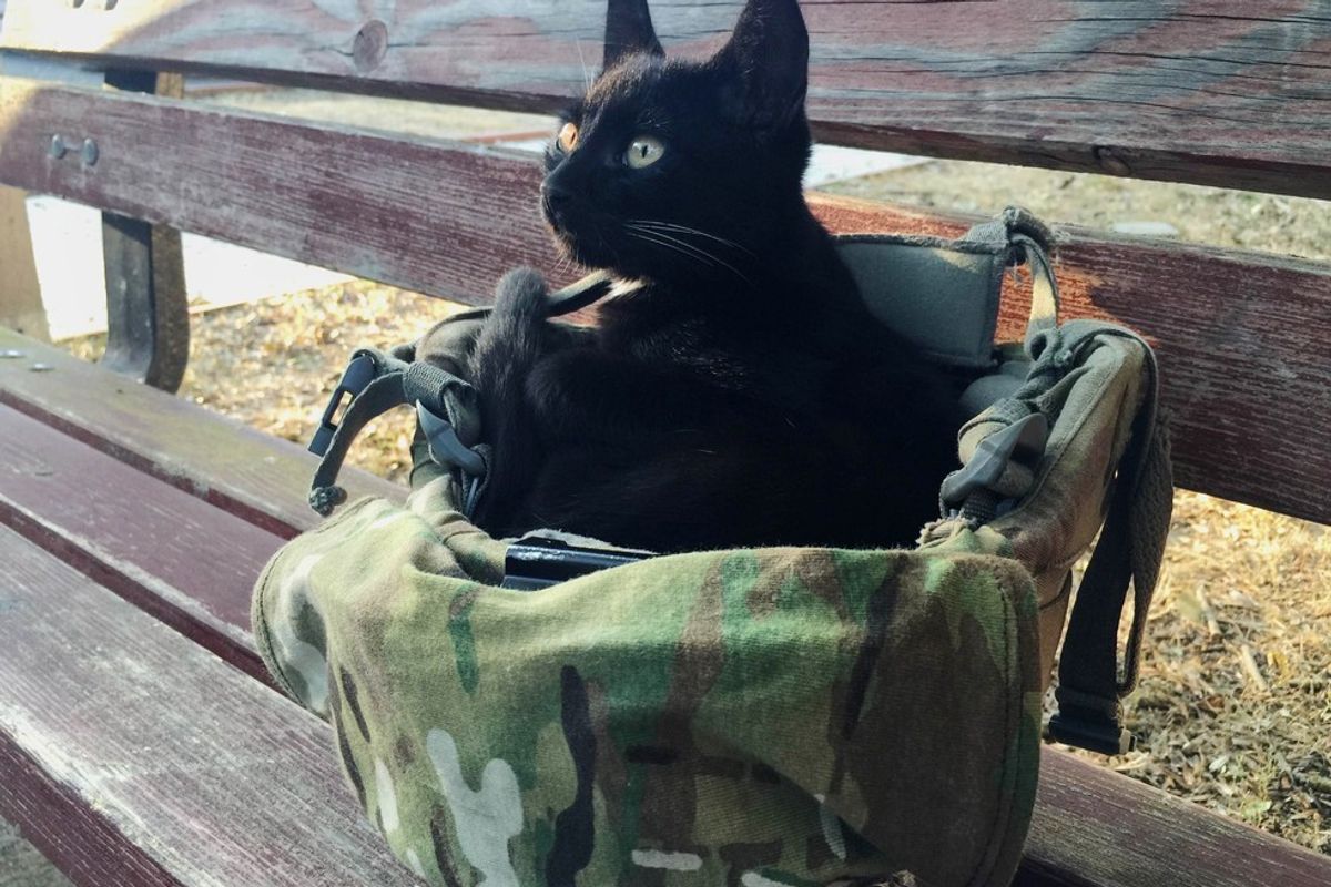 Soldier Captures Moments of Stray Cat Choosing Him to Be His Forever Human
