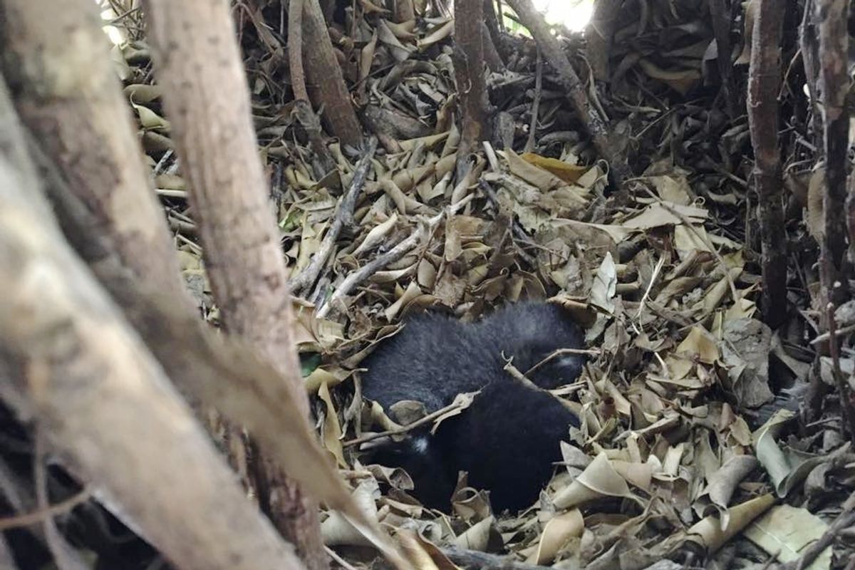 They Found Two Tiny Furballs in Tree Nest without Mom