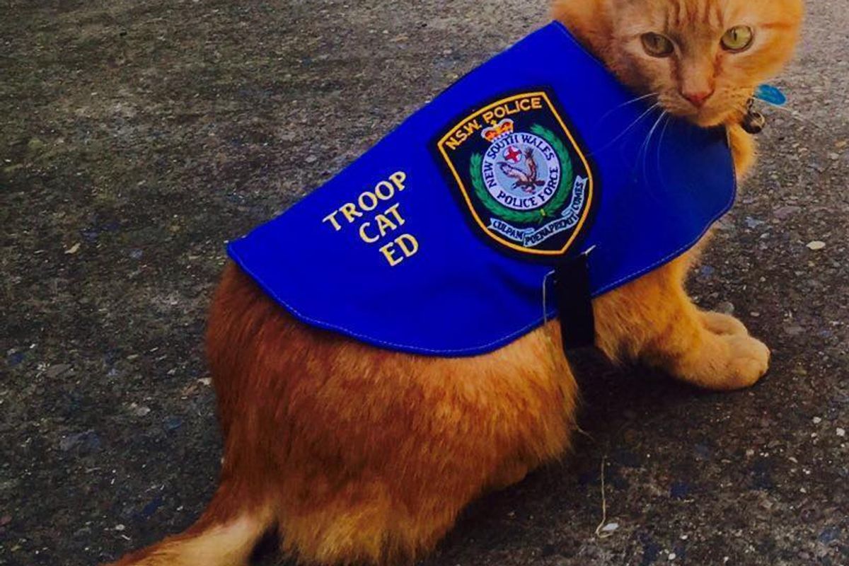 Cat Recruited by Police Caught Sleeping on Duty
