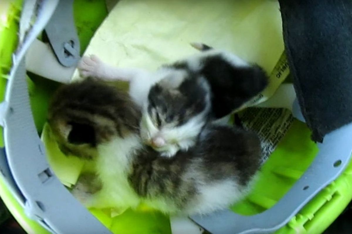 Garbage Collector Found Kittens in Brush Pile, He Couldn't Leave Them There