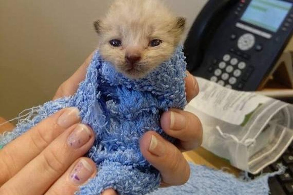 Kitten Saved from Gas Station Cheats Death, a Few Days After the Rescue..