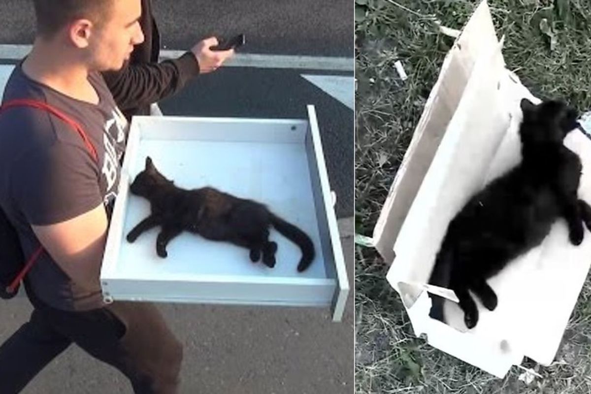 Men Found Lifeless Kitten by Roadside and Brought Him Back to Life