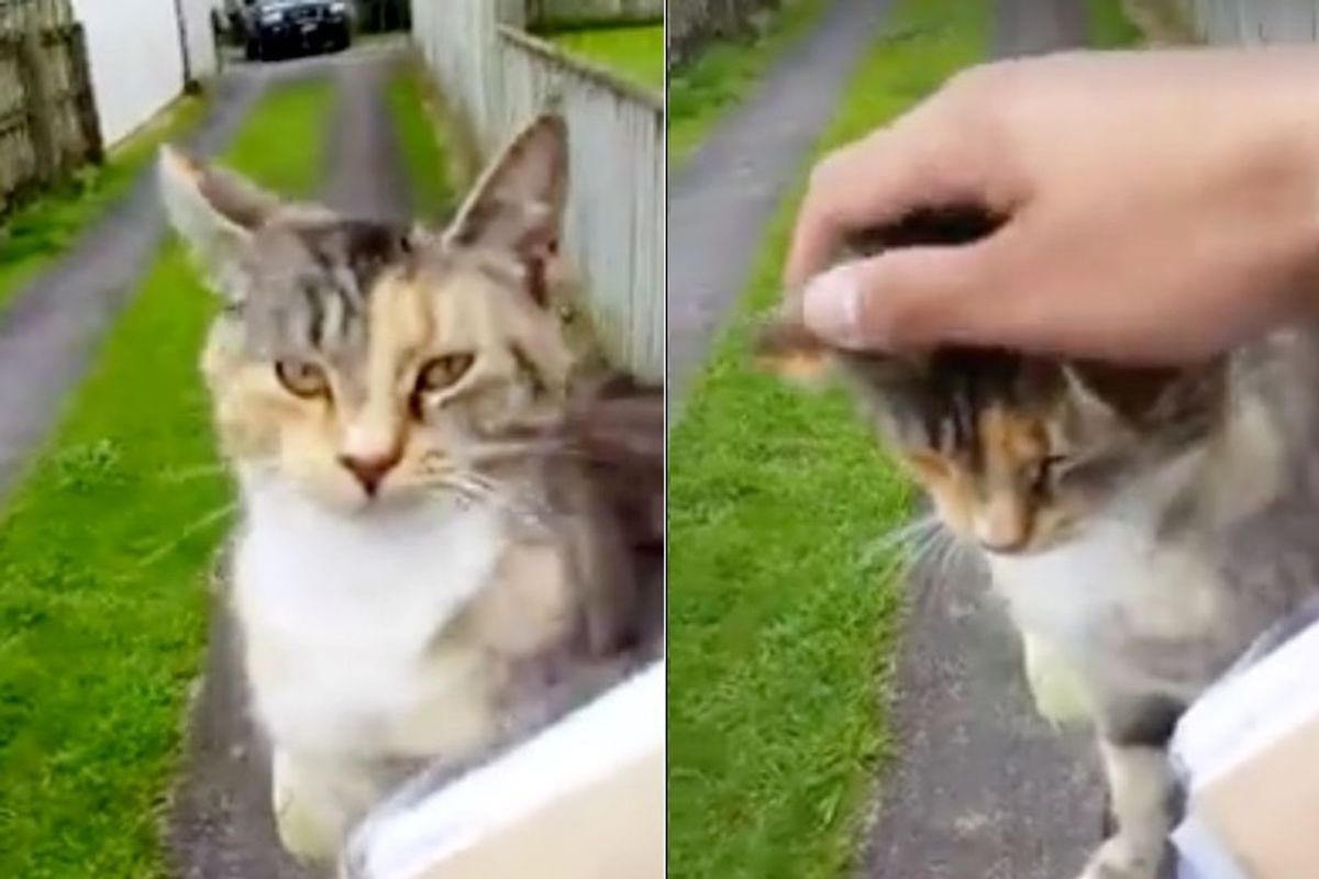 Cat Chases Down Mailman Every Day Demanding to Be Loved