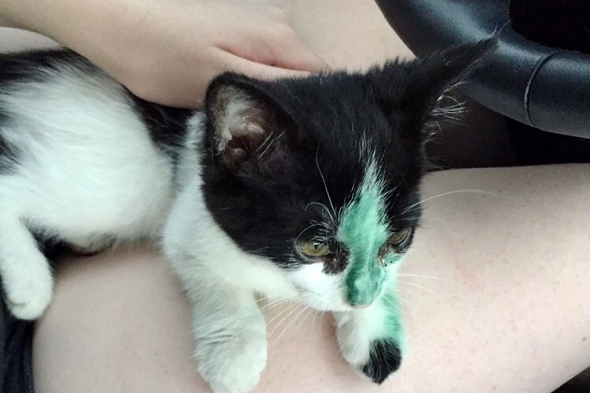 Stray Kitten Runs Up to Woman Meowing for Help and Won't Let Her Go...