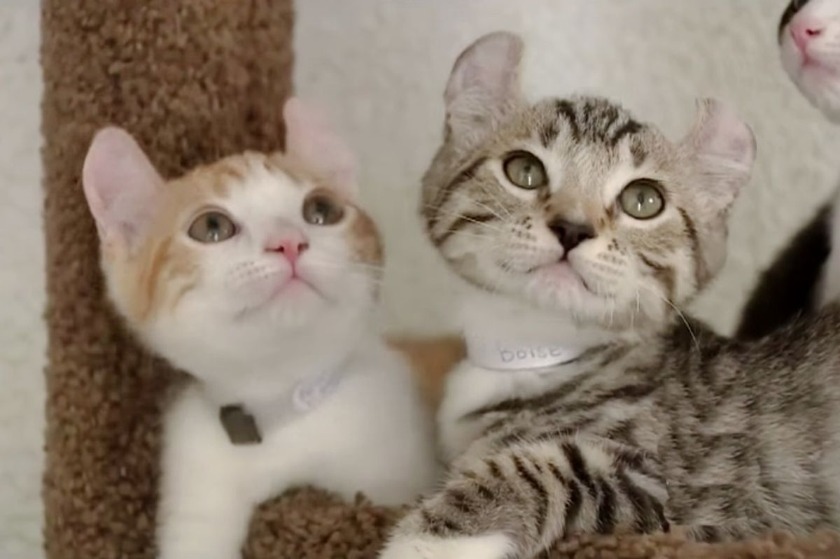 Stray Cat Mama Surprises Shelter with Her Unusual Looking 'Hemingway' Kittens