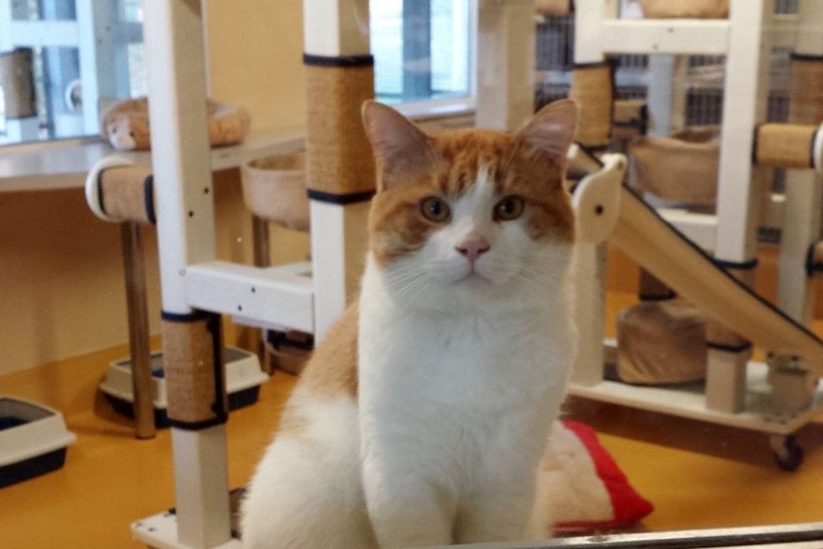 Every Single Animal At The Shelter Got Adopted Except This Cat