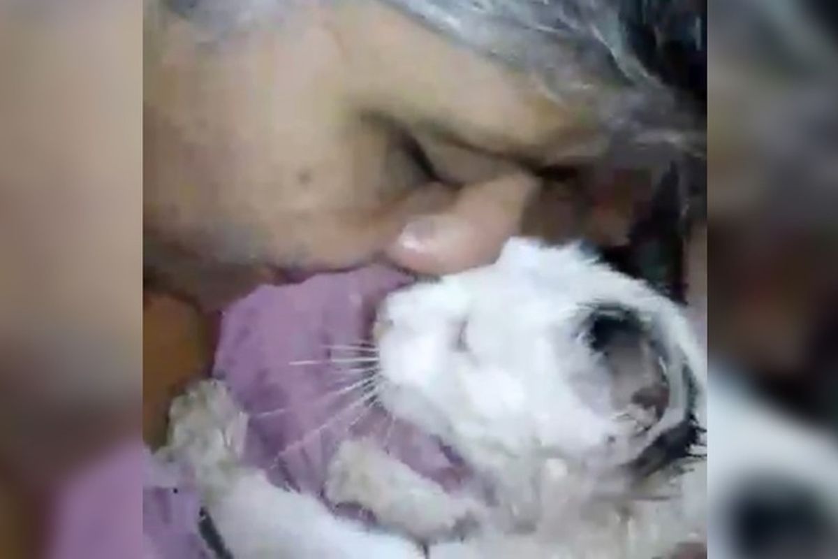 Rescued Kitty Discovers He Is Loved and Thanks His Human Loudly