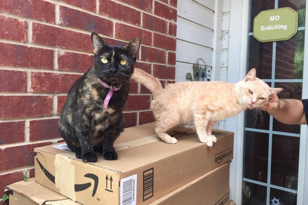 Resident Cat Brings Home a Boyfriend, a Stray Cat, Who is Asking for Love