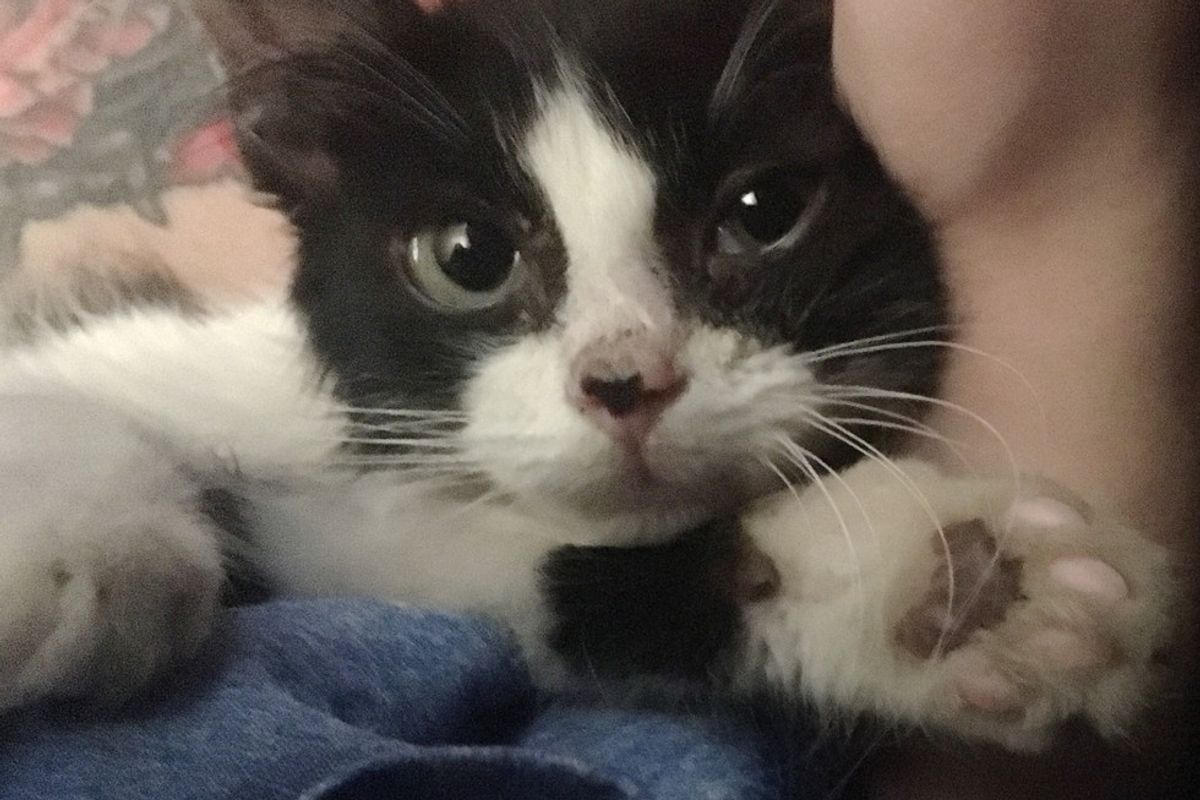 Feral Kitten, Who Was Saved from Being Hit by Car, Now Can't Stop Cuddling Her Rescuers