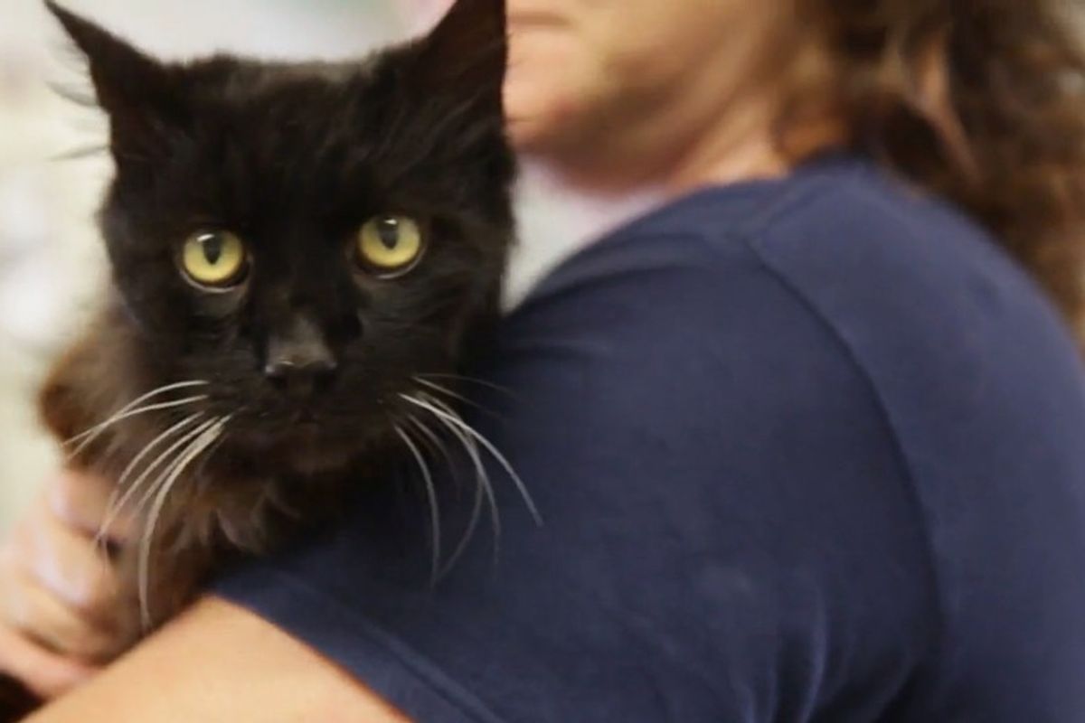 Super Senior Cat Found Abandoned at Age That Surprises Everyone at Shelter