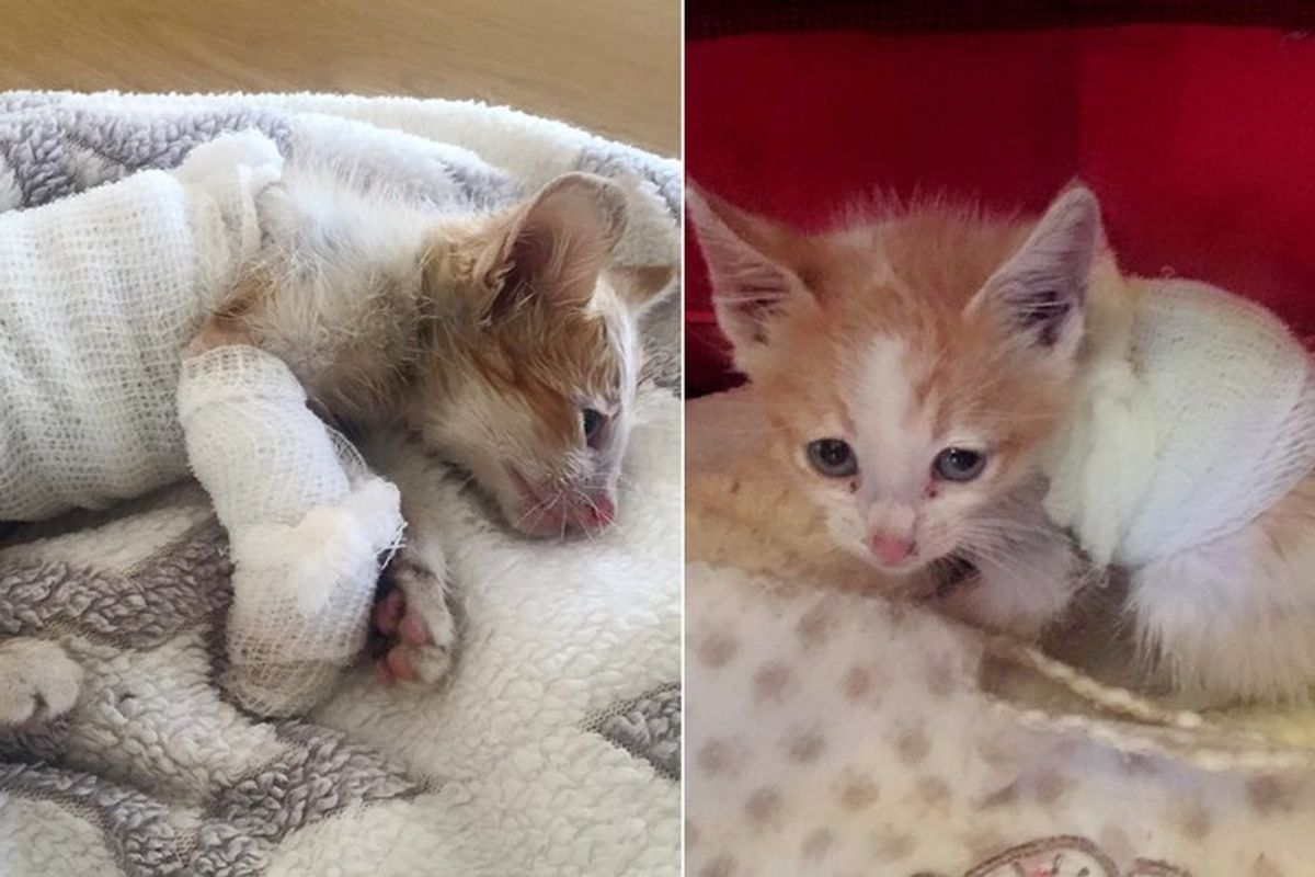 Kitten, Who Survived Forklift, Never Gives Up Fighting, What a Difference Love Can Make