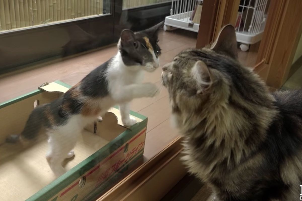 Family Saves Kitten Found on Porch and Goes to Find Her Siblings