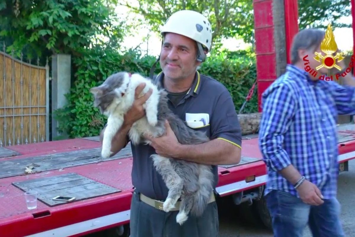 After 32 Days Rescuers Find Cat Alive Under Rubble