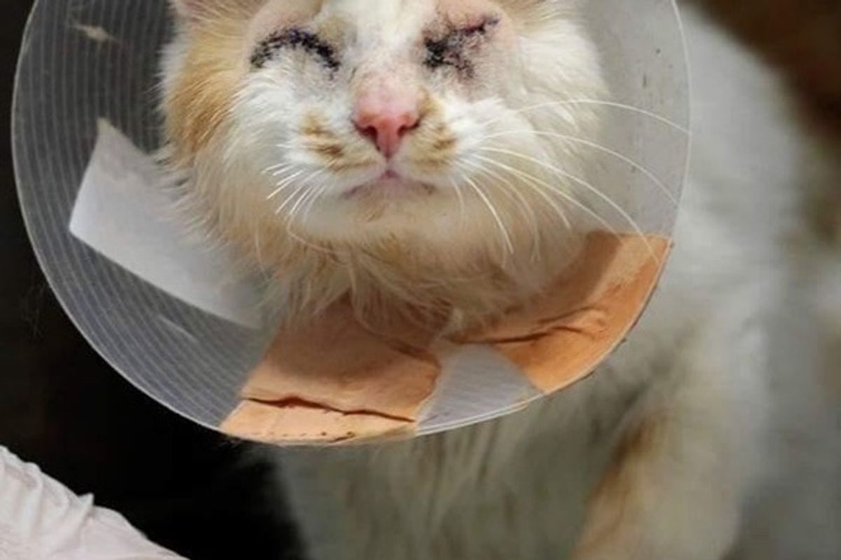 Family Adopts Blind Cat and Takes Him to Shelter to Find Friend He's Been Longing for (with Updates)