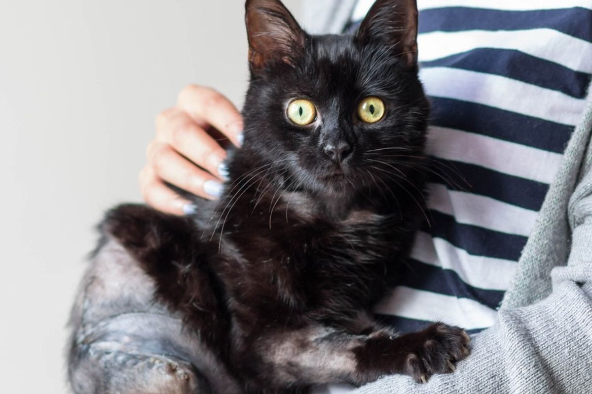 Brave Cat Crawls to House for Help After Being Hit by Train