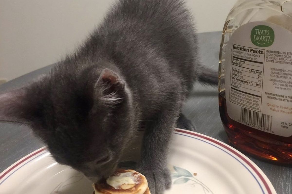 Girlfriend Worried to Leave Kitten with Boyfriend, the Guy Made Him the Tiniest Pancakes Ever..