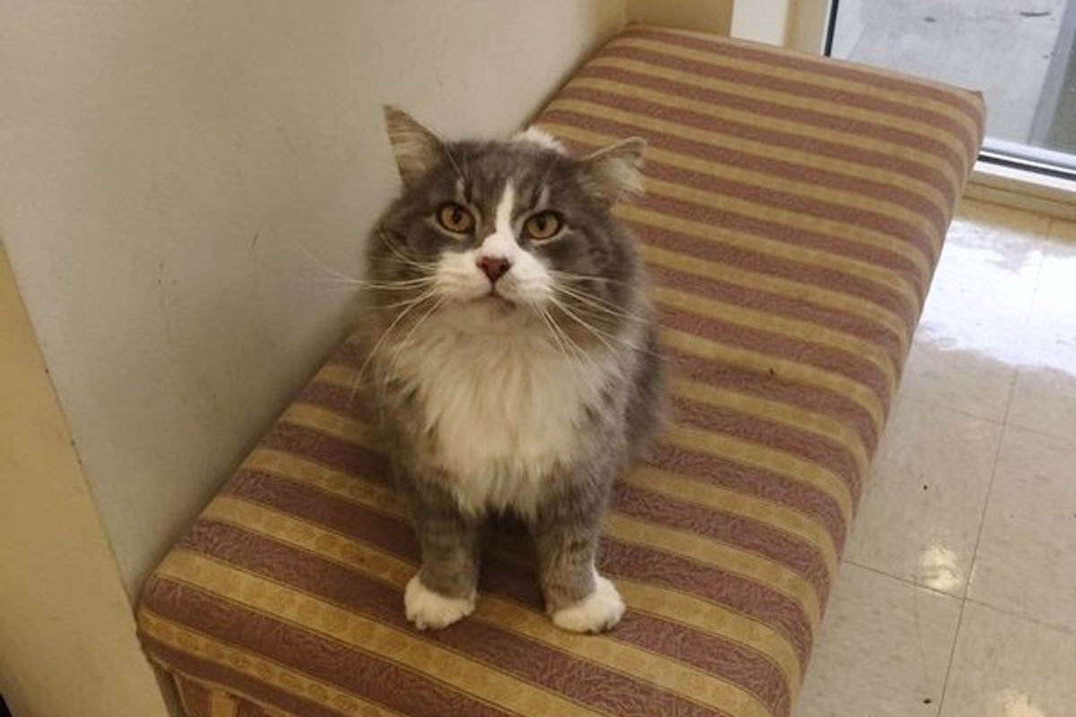 Students Fight to Keep Their Beloved Campus Cat Where He Belongs