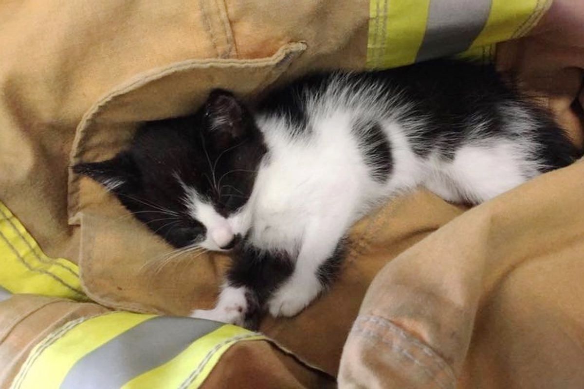 Kitten Ejected from Car in Rollover Accident is Saved in Miraculous Way
