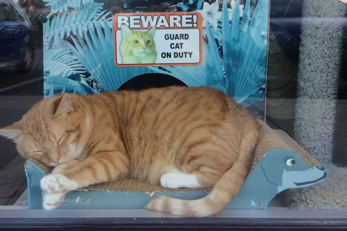 Store Owner Saves Orange Tabby from Certain Death, He Returns the Favor..