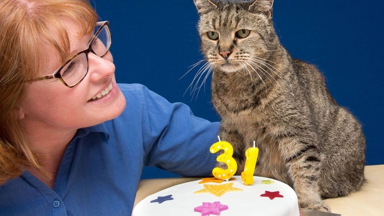 32-year-old Cat Who Found His Humans 27 Years Ago, Left an Incredible Legacy... - Love Meow