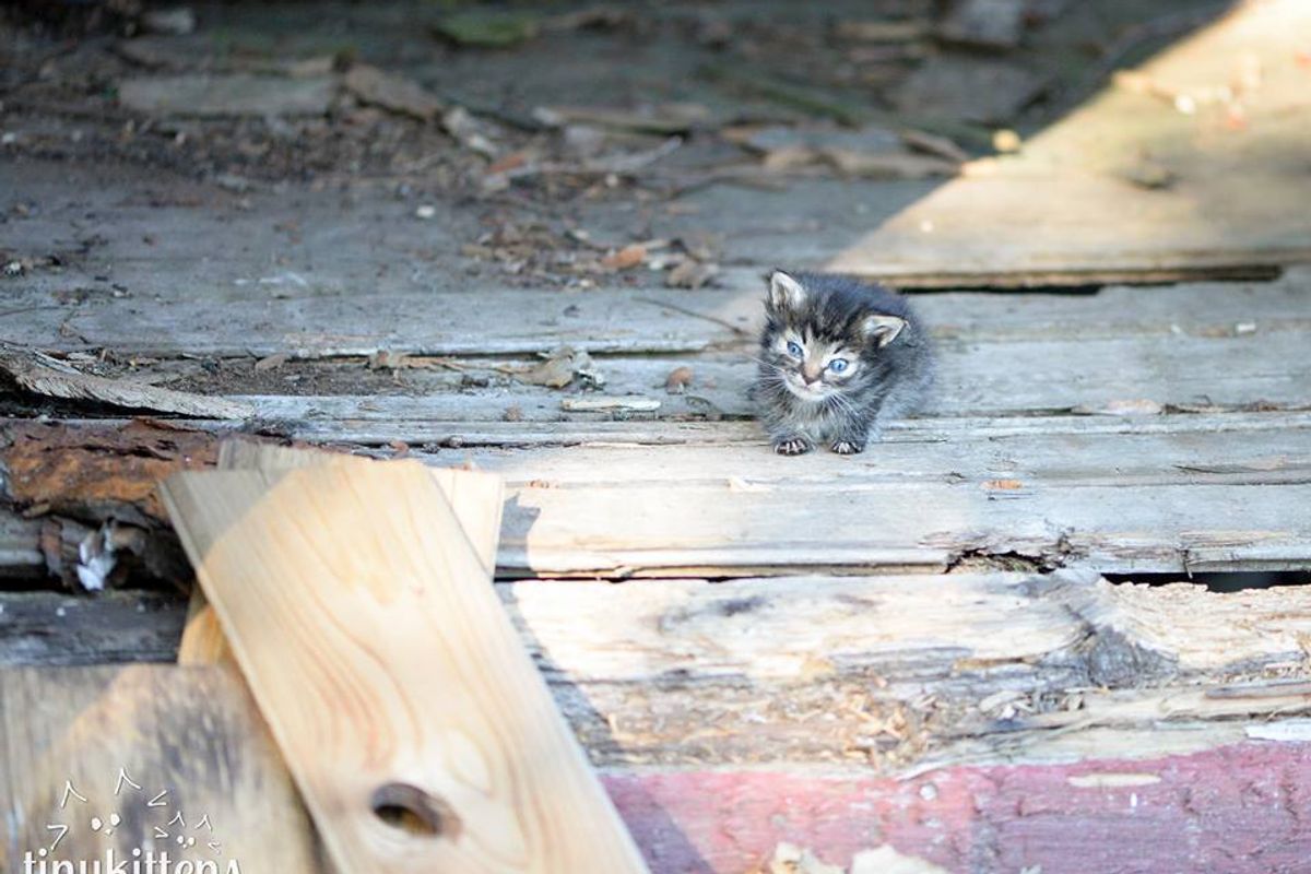Tiniest 5-week-old Kitten They Ever Rescued, What a Difference 3 Days Can Make