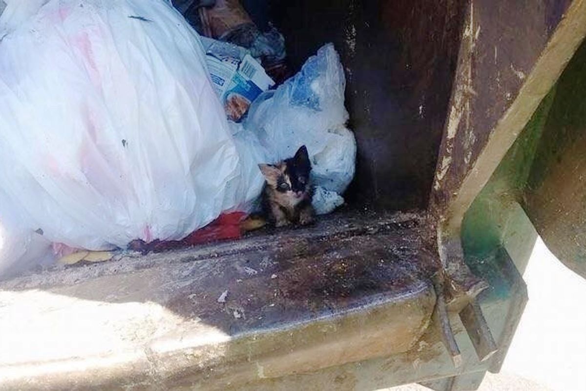 Trash Worker Saves Tiny Kitten Found in His Truck