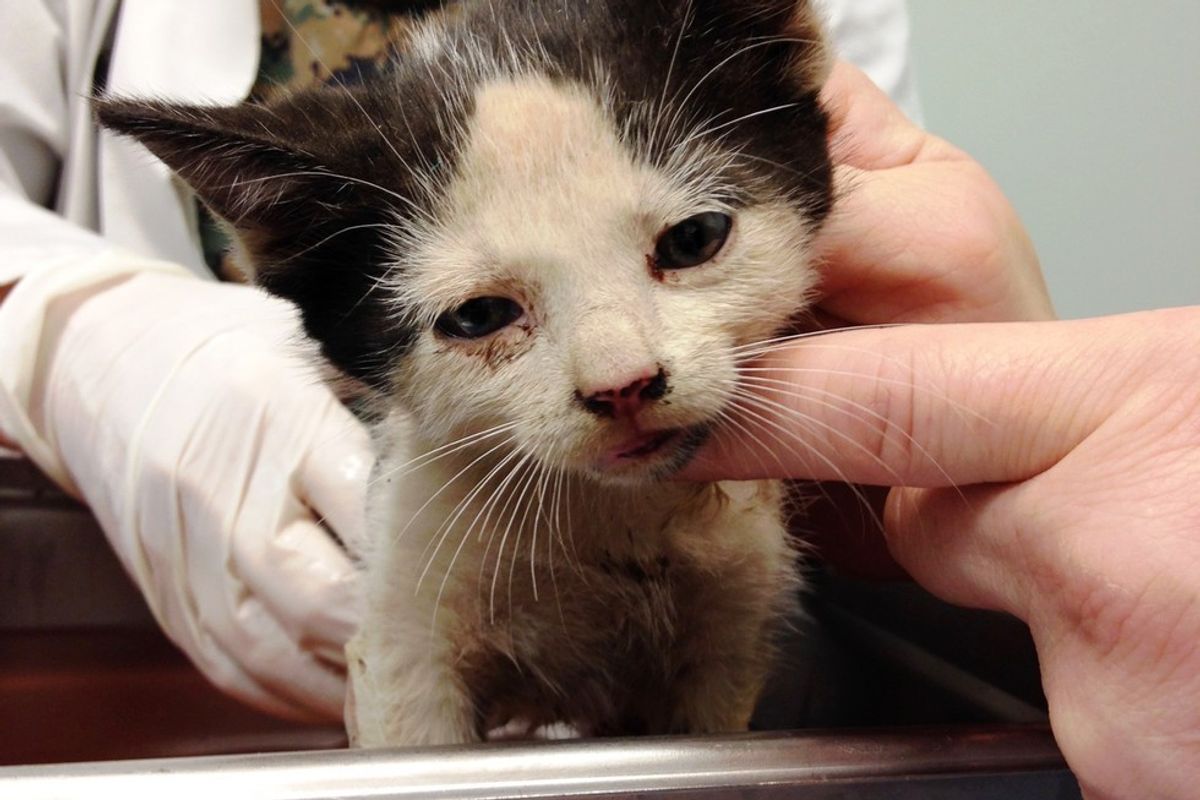 Man Saves Kitten Crying for Help in Garbage Truck and Helps Turn Her Life Around