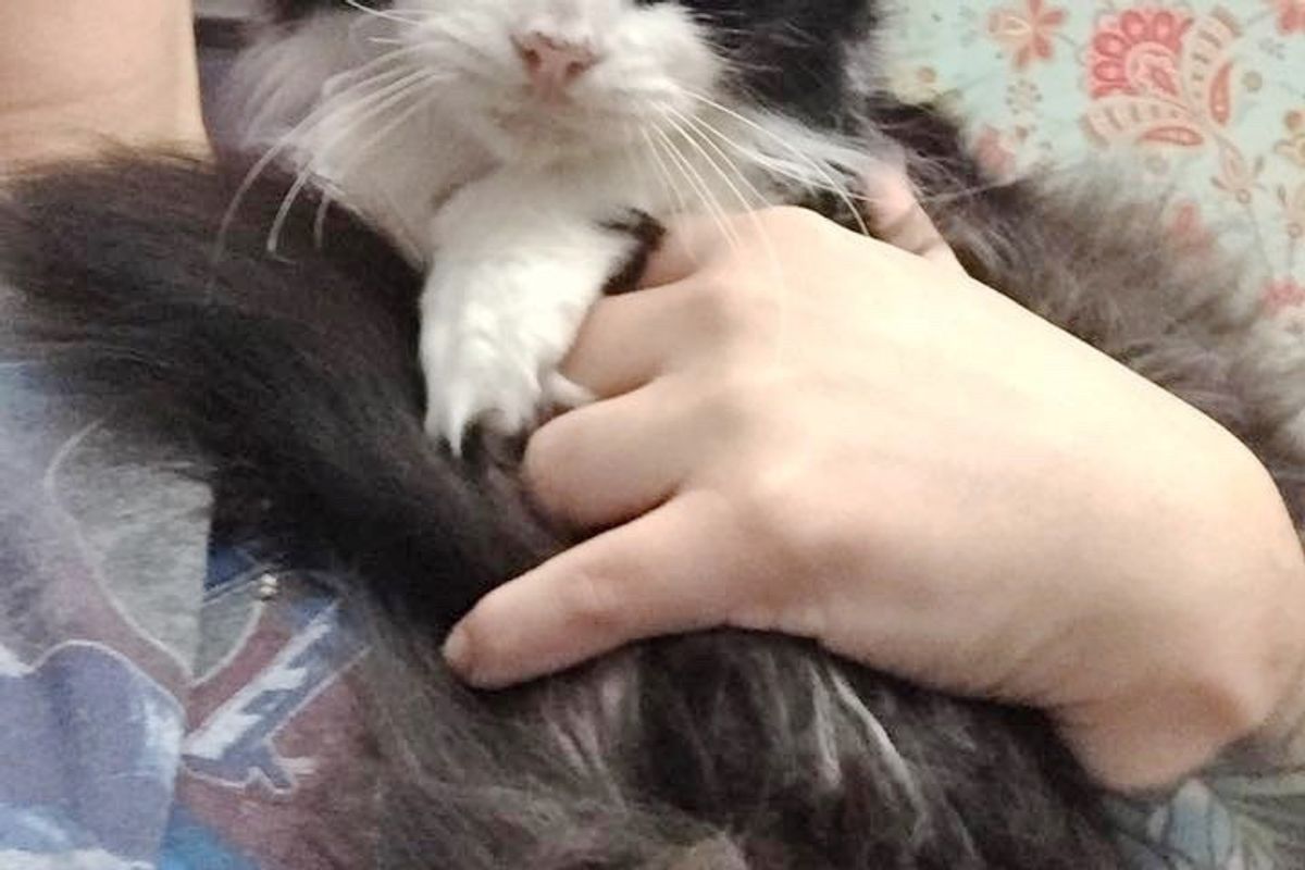 15-Year-Old Blind Cat Finds Herself at Police Station, Looking for Home