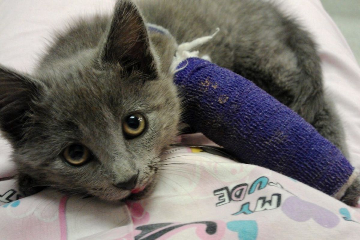 Woman Refuses to Give Up on Kitten Saved from the Road Even When Told to, Now 3 Years Later..