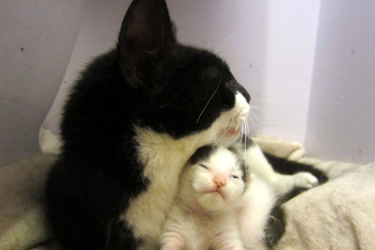 Cat Fights to Live Despite Trauma So She Can Save Her Only Kitten (with Updates)