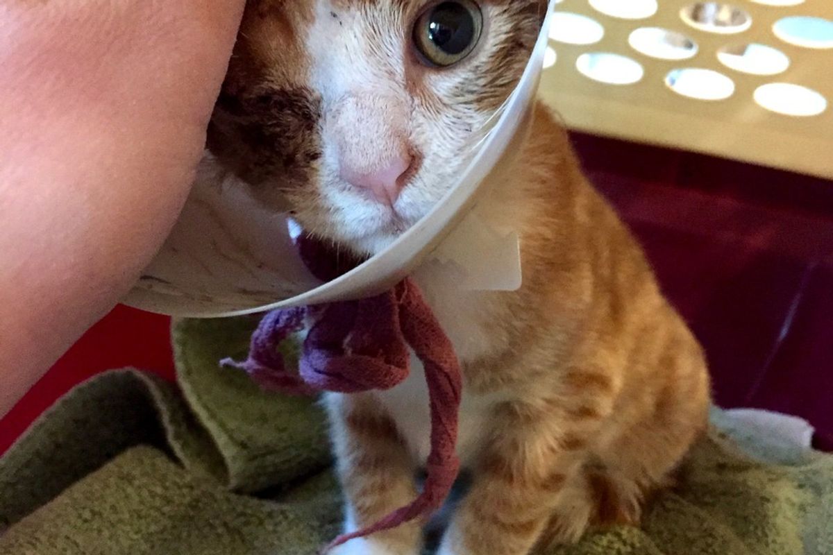 One-eyed Kitty Couldn't Stop Purring and Snuggling When Rescuer Brought Him to Freedom