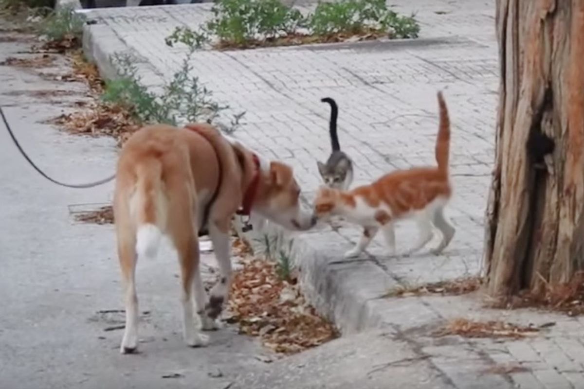 Rescue Dog Helps Feed 30 Stray Cats Every Day and Save Their Lives