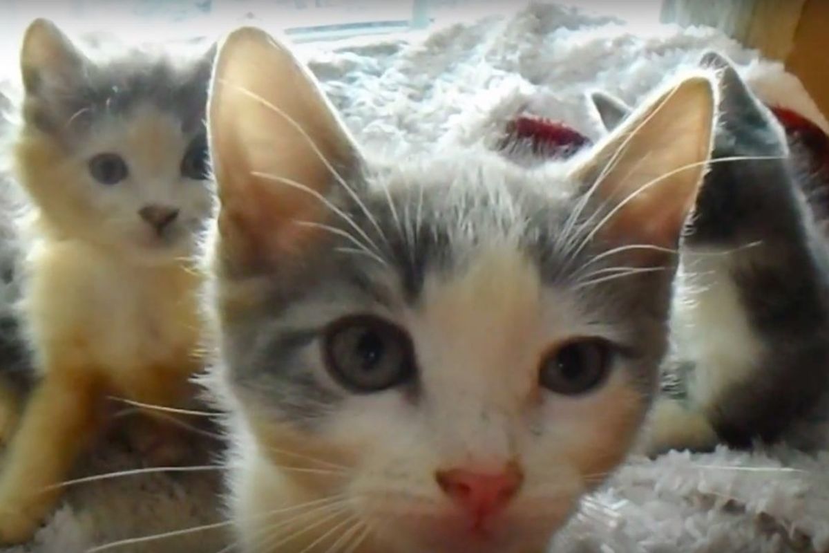 1 of 3000 Calicos is Male, They Found Two from This Litter of 5 Calicos