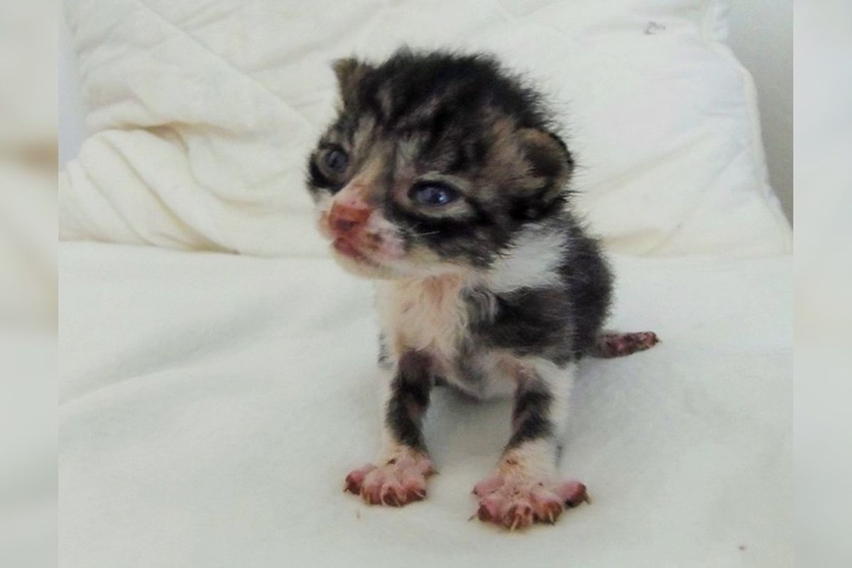 Tiniest Orphaned Kitten Found in Field Cries Out for Love, Then and Now...