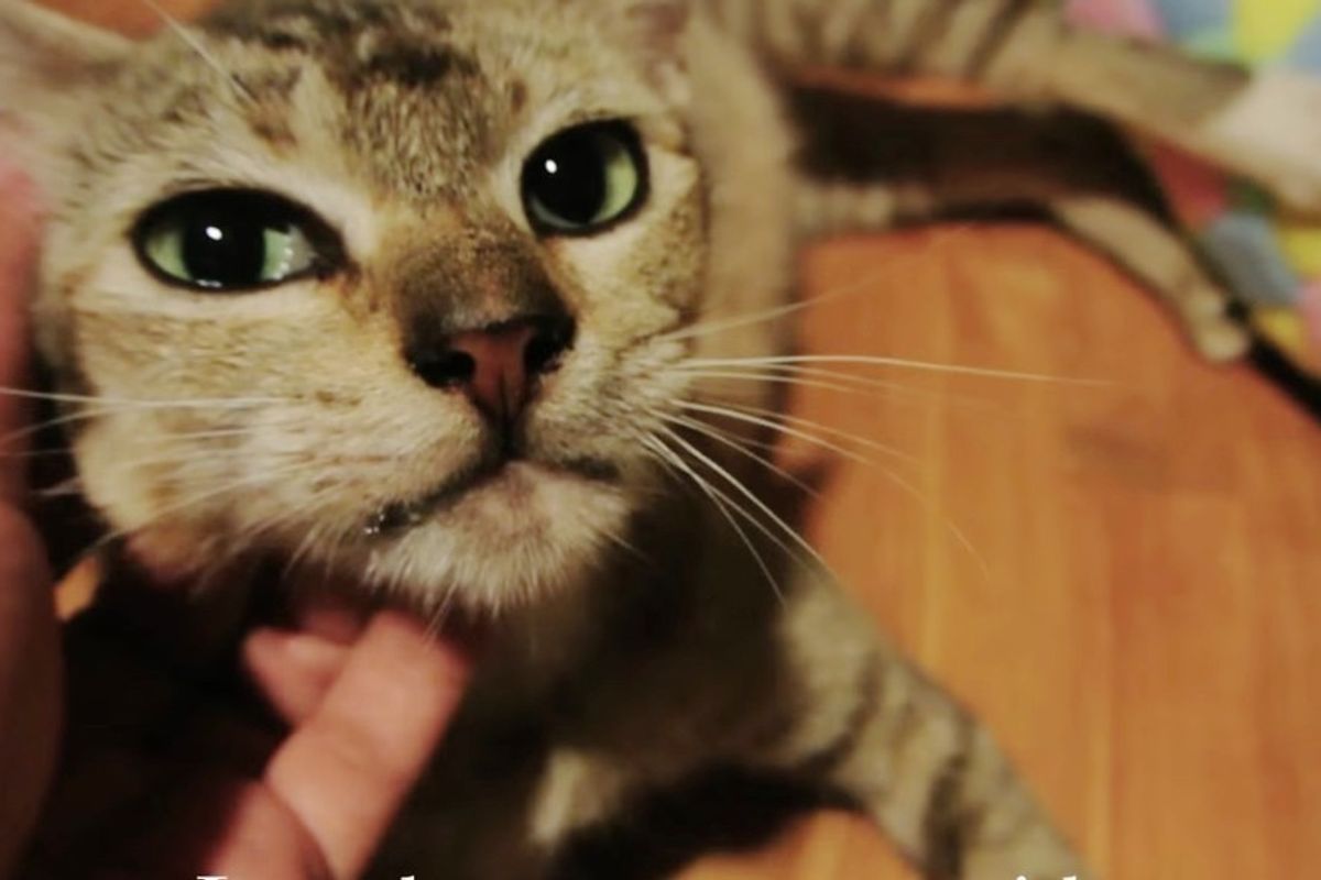 Very Pregnant Stray Cat Runs Up to Man, Meowing for Help