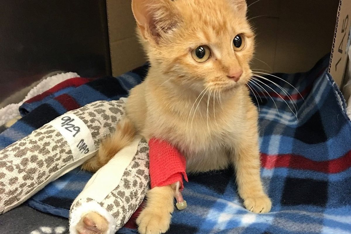 They Save Cat with Broken Legs and Help Him Walk Again, What a Difference Two Weeks Make