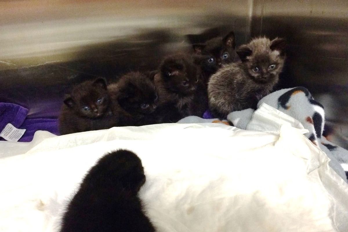 Seven Kittens Rescued from the Woods Huddling Up for a New Lease on Life