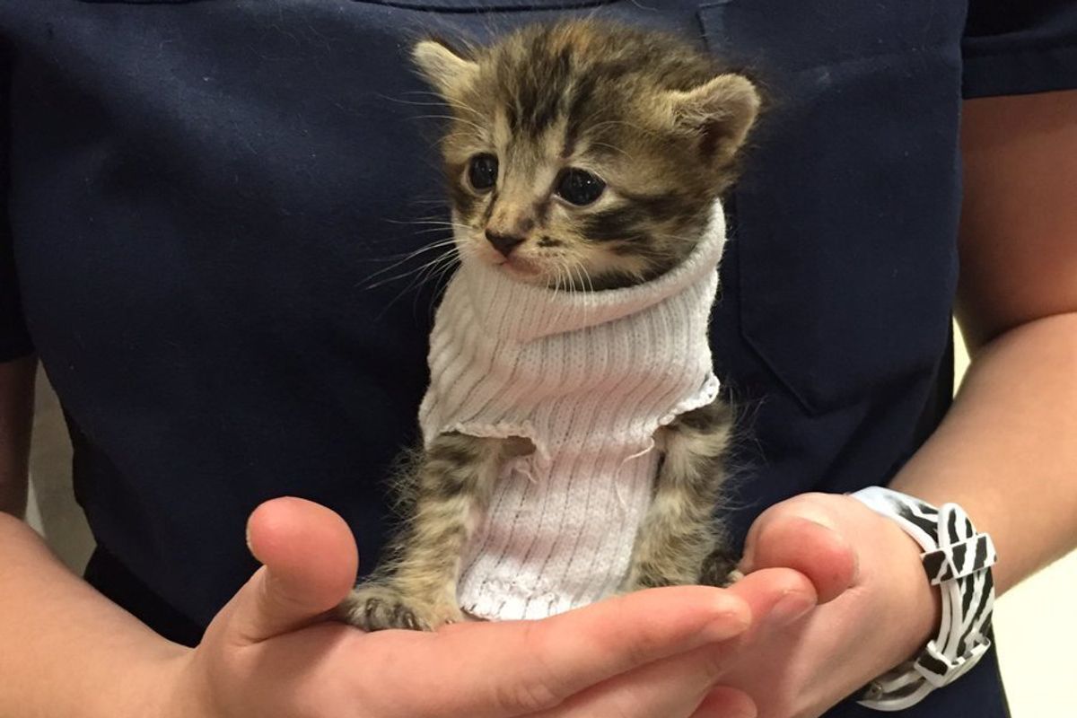 Kitten Saved from Hurricane Matthew Gets Tiny Sweater and New Home
